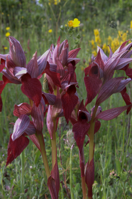 Serapias vomeracea e cordigera con ibridi dalla Lucania